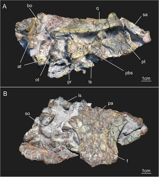 General view of the block containing the braincase of the specimen SMNS 12667 of Efraasia minor. Abbreviations: at, atlas; bo, basioccipital; f, frontals; ls, laterosphenoid; ot, otoccipital; pa, parietal; pbs, parabasisphenoid; pr, prootic; pt, pterygoid; q, quadrate; sa, surangular; so, supraoccipital.