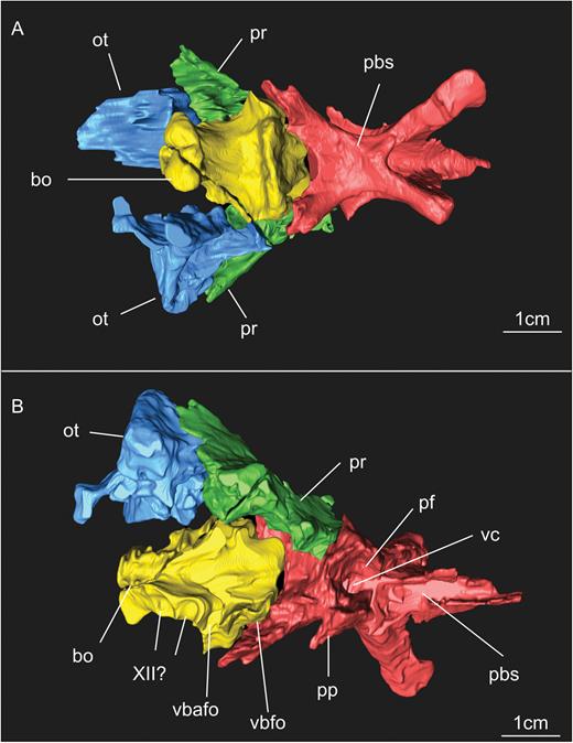 Results of the segmentation of CT scan data showing some of the braincase bones of the specimen SMNS 12667 preserved in the block – the laterosphenoid was omitted because it was strongly displaced from its original position (but see Fig. 11). A, ventral view of the braincase. B, dorsal view of the braincase (right prootic and otoccipital were excluded in order to show details of the dorsal surface of basioccipital and parabasisphenoid). Abbreviations: bo, basioccipital; ot, otoccipital; pbs, parabasisphenoid; pf, pituitary fossa; pp, preotic pendant; pr, prootic; vbafo, ventral border of the anterior foramen of the otoccipital between the exoccipital pillar and the fenestra ovalis; vbfo, ventra border of the fenestra ovalis; vc, vidian canal; XII, foramen for cranial nerve XII.