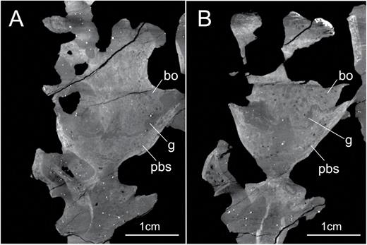 X-ray slices obtained from the CT scan procedure showing the complete separation of basioccipital and parabasisphenoid in two distinct regions of the braincase of the specimen SMNS 12667 of Efraasia minor. The region depicted in (A) is more dorsally located in relation to the region depicted in (B). Abbreviations: bo, basioccipital; g, gap; pbs, parabasisphenoid.
