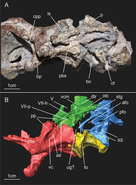 A, ventrolateral view of the braincase of the specimen SMNS 12667 of Efraasia minor. B, virtual reconstruction of (A) (excluding the laterosphenoid) detailing the cranial openings. Abbreviations: afo, anterior foramen of the otoccipital between the exoccipital pillar and the fenestra ovalis; atr, anterior tympanic recess; bo, basioccipital; bp, basipterygoid process; cpp, cultriform process of the parabasisphenoid; dtr, dorsal tympanic recess; fo, fenestra ovalis; ls, laterosphenoid; mpp, attachment region of the m. protractor pterygoideus; ot, otoccipital; otc, otosphenoidal crest; p, prootic; pbs, parabasisphenoid; pfo, posterior foramen of the otoccipital between the exoccipital pillar and the fenestra ovalis; pp, preotic pendant; stg, stapedial groove; ug, unossified gap; vc, vidian canal; vcm, path of the mid-cerebral vein; V, notch of the fifth cranial nerve (trigeminal); VII-h, foramen for hyomandinbular ramus of the seventh cranial nerve (facial); VII-p, foramen for palatine ramus of the seventh cranial nerve (facial); XII, foramina for the 12th cranial nerve (hypoglossal).