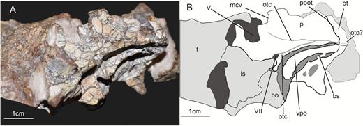 Lateral view of the left prootic of the specimen SMNS 12667 of Efraasia minor. Abbreviations: bs, bony strut; f, frontal; ls, laterosphenoid; ot, otoccipital; otc, otosphenoidal crest; p, prootic; pbs, parabasisphenoid; poot, posterior limit of of the prootic overlapping the otoccipital; vcm, notch of the mid-cerebral vein; vpo, ventral process of the otoccipital; V, notch of the trigeminal nerve; VII, foramen for the cranial nerve VII.