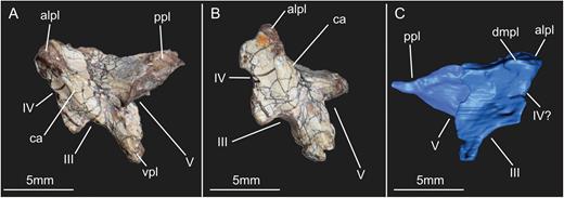 Left laterosphenoid of the specimen SMNS 12667 of Efraasia minor in lateral (A), anterolateral (B) and medial (C) views. Abbreviations: alpl, anterolateral process of the laterosphenoid; ca, crista antotica; dmpl, dorsomedial process of the laterosphenoid; ppl, posterior process of the laterosphenoid; vpl, ventral process of the laterosphenoid; III, path of the cranial nerve III (oculomotor); IV, path of the cranial nerve IV (trochlear); V, path of the cranial nerve V (trigeminal).