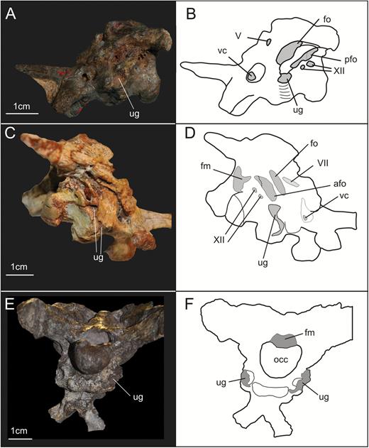 Posterolateral view of the braincases of the specimens YPM 2192 of Thecodontosaurus antiquus (A, B) and PVSJ 568 of Adeopapposaurus mognai (C, D), and posteroventral view of the braincase of the specimen SMNS 13200 of Plateosaurus (E, F) illustrating the presence of an unossified gap in sauropodomorph braincases. Abbreviations: afo, anterior foramen of the otoccipital between the exoccipital pillar and the fenestra ovalis; fm, foramen magnum; fo, fenestra ovalis; occ, occipital condyle; pfo, posterior foramen of the otoccipital between the exoccipital pillar and the fenestra ovalis; ug, unossified gap; vc, vidian canal; V, foramen for the trigeminal nerve; VII, foramen for the facial nerve; XII, foramina for the hypoglossal nerve.