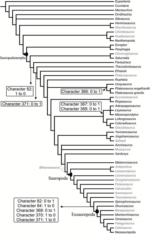 Strict consensus tree of the 144 MPTs recovered in the phylogenetic analysis. Taxon names written in black indicate that at least one character related to the braincase anatomy could be scored in the data matrix for that taxon. Boxes indicate transformations associated to respective branches.