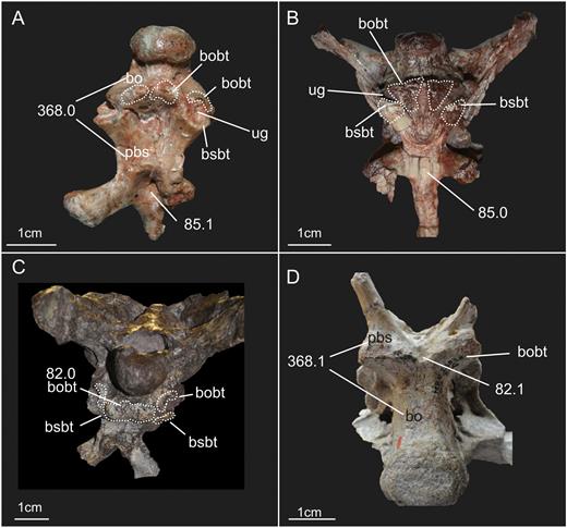 Braincases of four different sauropodomorphs illustrating the distinct morphologies associated with character states of characters 85, 82 and 368 (number after point indicates the respective character state). A, specimen UFSM 11069 of Unaysaurus (ventral view); B, specimen SAM-PK-K1314 of Massospondylus (ventral view); C, specimen SMNS 13200 of Plateosaurus (posteroventral view); D, specimen MB.R.2387.3, an indeterminate Sauropoda (posteroventral view – anteroposterior axis is inverted in relation to other braincases in the figures). Abbreviations: bo, basioccipital; bobt, basioccipital component of the basal tubera; bsbt, basisphenoidal component of the basal tubera; pbs, parabasisphenoid; ug, unossified gap.