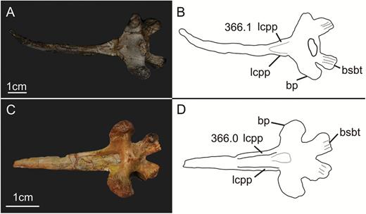 Ventral view of the parabasisphenoid of the specimens AMNH 6810 of Plateosaurus engelhardti (A, B) and PVSJ 568 of Adeopapposaurus mognai showing the two different morphologies associated with character states of character 366 (number after point indicates the respective character state) in sauropodomorphs. Abbreviations: bp, basipterygoid process; bsbt, basisphenoidal component of the basal tubera; lcpp, lamina on the cultriform process of the parabasisphenoid.