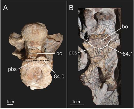 Ventral view of braincases of two specimens of sauropodomorphs illustrating the two different morphologies associated with character states of character 84 (number after point indicates the respective character state). A, specimen MB.R.2386 of the neosauropod Tornieria; B, specimen SMNS 12667 of Efraasia. The dashed lines mark the suture between the parabasisphenoid and basioccipital. Abbreviations: bo, basioccipital; pbs, parabasisphenoid.