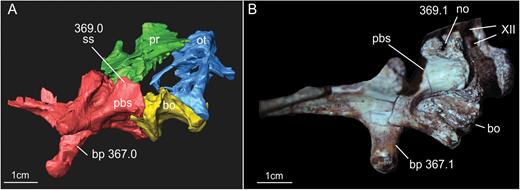 Lateroventral view of the braincases of the specimens SMNS 12667 of Efraasia minor (A, virtual reconstruction) and SAM-PK-K1314 of Massospondylus carinatus illustrating different morphologies associated with character states of characters 367 and 369 (number after point indicates the respective character state). Abbreviations: bo, basioccipital; bp, basipterygoid process; no, notch; ot, otoccipital; pbs, parabasisphenoid; pr, prootic; ss, smooth surface; XII, foramina for the hypoglossal nerve.