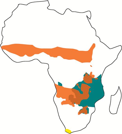Distribution range of the three species of the genus Hippotragus, Hippotragus equinus in orange, Hippotragus niger in green and Hippotragus leucophaeus in yellow. (For interpretation of the references to colour in this figure legend, the reader is referred to the web version of this article.)