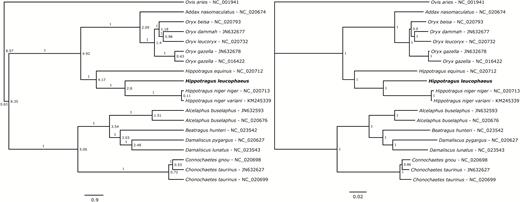 A, time-calibrated Bayesian phylogenetic tree of complete mitochondrial genomes of 18 bovids, of the subfamilies Alcelaphinae and Hippotraginae, including the blue antelope (Hippotragus leucophaeus in bold). Tips are assumed to be sampled in the present and so are vertically aligned. The mitogenome of the domestic sheep (Ovis aries; NC 001941) was used as outgroup. Node labels indicate divergence times (in Myr). Fossil calibrations used are described in the text. Branch labels indicate posterior probabilities. Scale bar indicates time in millions of years. B, phylogram of the same data set, inferred in MrBayes. Scale bar indicates substitutions per site.