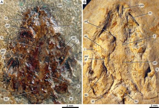 new lizard squamata was the last meal of compsognathus theropoda a the skull of nhm pr 38006 cast of the holotype of ardeosaurus brevipes