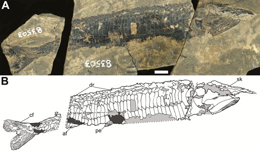 The holotype of Tanyrhinichthys, KUVP 83503 (anterior is to the right). A, specimen photo. B, specimen drawing. Scale bar equals 1 cm.