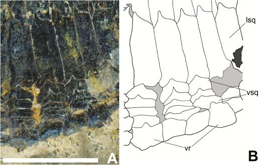 Squamation along the ventral margin of the anterior lateral flank of Tanyrhinichthys, NMMNH P-70413. A, specimen photo (anterior is to the right). B, specimen drawing. Scale bar equals 1 cm.