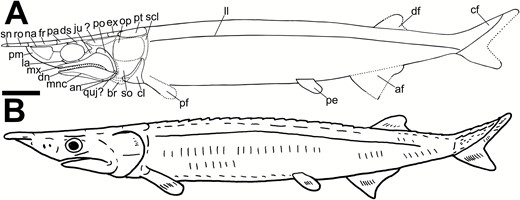 A, reconstruction of Tanyrhinichthys, based primarily on CM 30737. B, life restoration. Scale bar equals 1 cm.