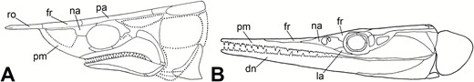 Comparison of the two broad structural forms of elongate rostra in Palaeozoic actinopterygians. A, Tanyrhinichthys, which bears an elongate rostrum that is a lengthened snout-like structure above the mouth. B, a representative saurichthyiform (Saurichthys madagascariensis Piveteau, 1945), which bears an elongate rostrum that is a lengthened mouth (after Kogan & Romano, 2016, fig. 11B).
