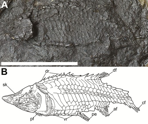 A, photograph of a latex peel (P. 34421–2) of the holotype Phanerorhynchus, scale bar equals 1 cm. B, specimen drawing of the holotype of Phanerorhynchus (L. 8585), after Gill (1923). Anterior is to the left.