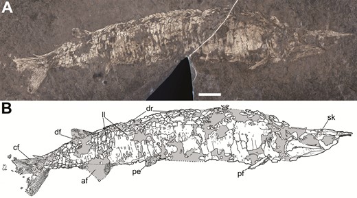 The most complete specimen of Tanyrhinichthys, CM 30737 (anterior is to the right). A, specimen photo (colour inverted). B, specimen drawing. Scale bar equals 1 cm.