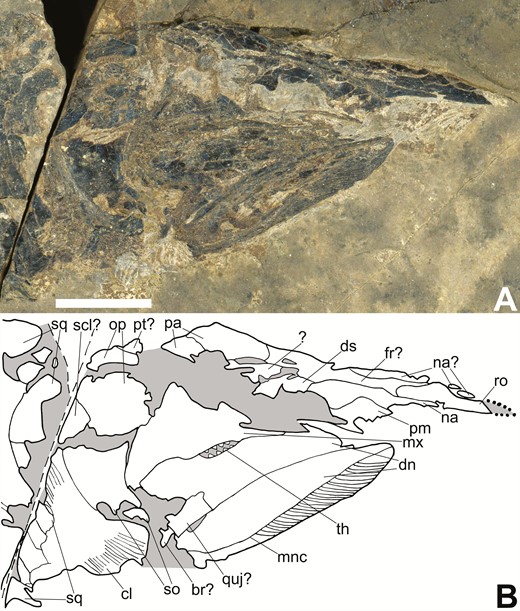Skull of the holotype of Tanyrhinichthys, KUVP 83503, preserved in lateral view (anterior is to the right). A, specimen photo. B, specimen drawing. Scale bar equals 1 cm.