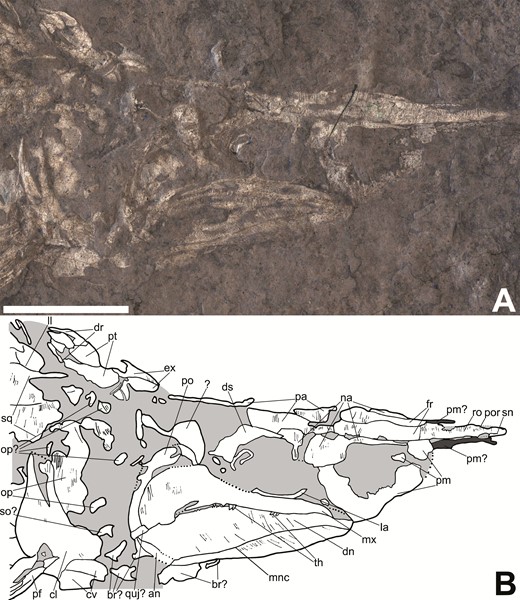 Most complete skull of Tanyrhinichthys, CM 30737, preserved in lateral view (anterior is to the right). A, specimen photo (colour inverted). B, specimen drawing. Scale bar equals 1cm.