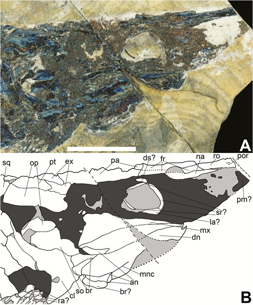Skull of Tanyrhinichthys, NMMNH P-70413, preserved in lateral view (anterior is to the right). A, specimen photo. B, specimen drawing. Scale bar equals 1 cm.