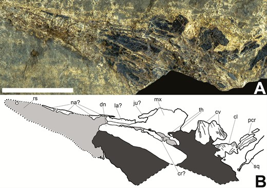 Skull of Tanyrhinichthys, NMMNH P-51192, crushed ventrally (anterior is to the left). A, specimen photo. B, specimen drawing. Scale bar equals 1 cm.