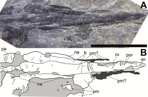 The rostrum of Tanyrhinichthys, CM 30737 (anterior is to the right). A, specimen photo. B, specimen drawing. Scale bar equals 0.5 cm.