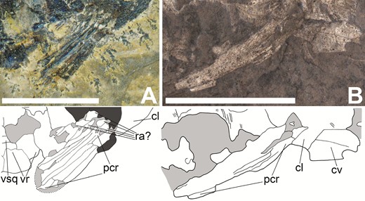 Pectoral fins of Tanyrhinichthys (anterior is to the right). A, NMMNH P-70413 pectoral fin. B, CM 30737 pectoral fin (colour inverted in specimen photo). Scale bars equal 1 cm.