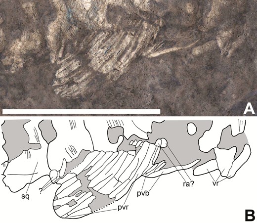Pelvic fin of Tanyrhinichthys, CM 30737 (anterior is to the right). A, specimen photo (colour inverted). B, specimen drawing. Scale bar equals 1 cm.