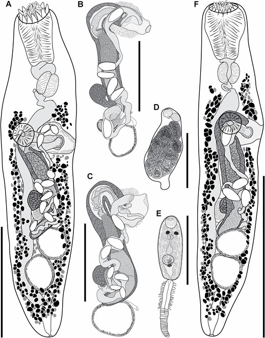 Gorgocephalus yaaji. A, adult voucher ex Kyphosus cinerascens, Sodwana Bay, KwaZulu-Natal, South Africa; ventral perspective. B, genital atrium, cirrus-sac and ovarian complex of adult voucher ex Kyphosus vaigiensis, Sodwana Bay; ventral perspective. C, genital atrium, cirrus-sac and ovarian complex of adult voucher ex Kyphosus cinerascens, Rangiroa, Tuamotu Islands, French Polynesia; ventral perspective. D, redia ex Echinolittorina cinerea, Rangiroa; lateral perspective. E, excised cercaria ex Echinolittorina cinerea, Rangiroa; ventral perspective. F, adult voucher ex Kyphosus cinerascens, Rangiroa; ventral perspective. Scale bars: A, F, 500 μm; B, C, D, E, 250 μm.