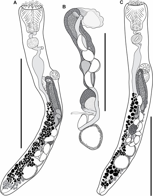 Gorgocephalus euryaleae. A, paratype ex Kyphosus gladius, Point Peron, Rockingham, Western Australia; lateral perspective. B, genital atrium, cirrus-sac and ovarian complex of separate paratype ex Kyphosus gladius, Point Peron; lateral perspective. C, holotype ex Kyphosus gladius, Point Peron; ventral perspective. Scale bars: A, C, 500 μm; B, 250 μm.