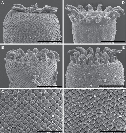 Gorgocephalus euryaleae and Gorgocephalus graboides, scanning electron micrographs. A, B, oral suckers of adult Gorgocephalus euryaleae ex Kyphosus gladius, Point Peron, Rockingham, Western Australia. C, tegument of adult Gorgocephalus euryaleae, ex Kyphosus gladius, Point Peron. D, E, oral suckers of adult Gorgocephalus graboides ex Kyphosus cinerascens, Lizard Island, Queensland, Australia. F, tegument of adult Gorgocephalus graboides ex Kyphosus cinerascens, Lizard Island. Scale bars: A, E, 40 μm; B, D, 50 μm; C, F, 20 μm.