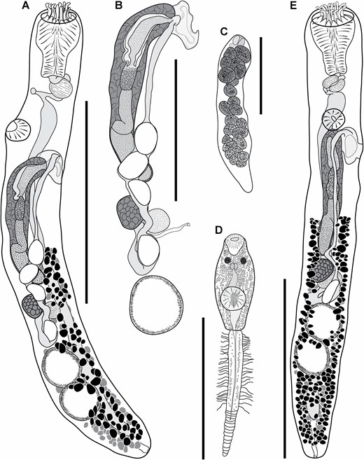 Gorgocephalus graboides A, paratype ex Kyphosus cinerascens, Lizard Island, Queensland, Australia; lateral perspective. B, genital atrium, cirrus-sac and ovarian complex of paratype; lateral perspective. C, redia ex Echinolittorina vidua, Lizard Island; ventral perspective. D, emerged cercaria ex Echinolittorina vidua, Lizard Island; ventral perspective. E, holotype ex Kyphosus cinerascens, Lizard Island; ventral perspective. Scale bars: A, E, 500 μm; B, C, D, 250 μm.