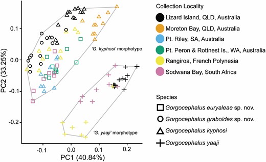 Principal component analysis (PCA) on morphometric data obtained from adult gorgocephalids from multiple localities in the Indo-West Pacific. Note the clustering pattern indicating only two morphotypes, consistent with the two previously described species from the region.