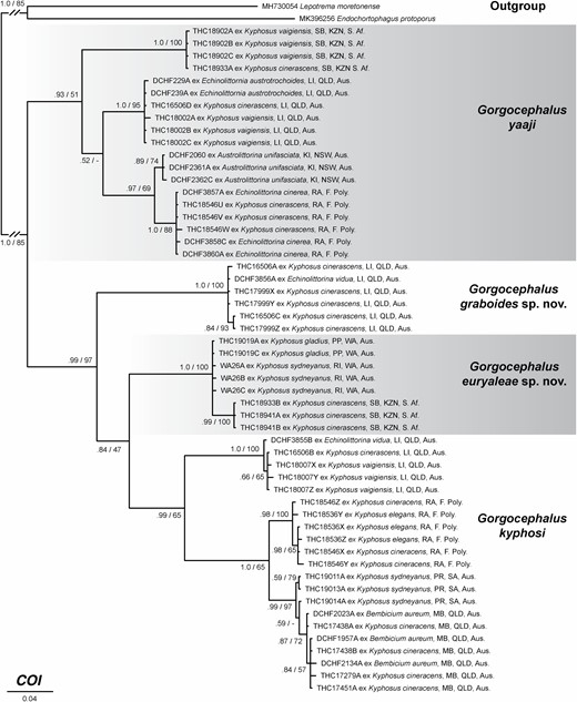 Bayesian majority-rule consensus tree of the COI mtDNA single-gene alignment. Bayesian inference (BI) posterior probabilities and maximum likelihood (ML) bootstrap support shown at nodes. A ‘-‘ symbol indicates the node was not recovered in ML analysis. The scale-bar indicates the number of substitutions per site.
