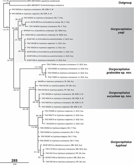 Bayesian majority-rule consensus tree of the 28S rDNA single-gene alignment. Bayesian inference (BI) posterior probabilities and maximum likelihood (ML) bootstrap support shown at nodes. A ‘-‘ symbol indicates the node was not recovered in ML analysis. The scale-bar indicates the number of substitutions per site.