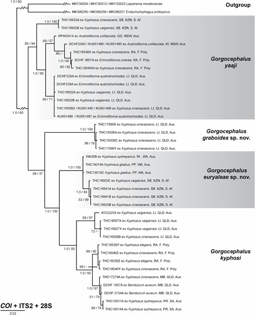 Bayesian majority-rule consensus tree of the concatenated COI + ITS2 + 28S alignment. Bayesian inference (BI) posterior probabilities and maximum likelihood (ML) bootstrap support shown at nodes. A ‘-‘ symbol indicates the node was not recovered in ML analysis. The scale-bar indicates the number of substitutions per site.