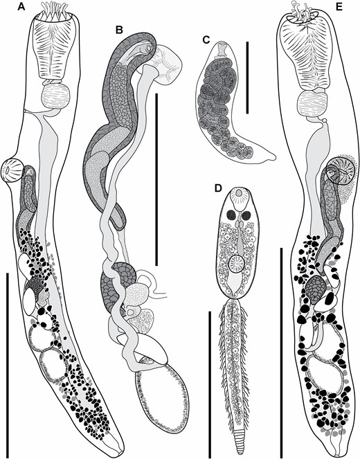 Gorgocephalus kyphosi. A, adult voucher ex Kyphosus sydneyanus, Point Riley, Yorke Peninsula, South Australia; lateral perspective. B, genital atrium, cirrus-sac and ovarian complex of A; lateral perspective. C, redia ex Echinolittorina vidua, Lizard Island, Queensland, Australia; ventral perspective. D, emerged cercaria ex Echinolittorina vidua, Lizard Island; ventral perspective. E, adult voucher ex Kyphosus sydneyanus, Point Riley; ventral perspective. Scale bars: A, E, 500 μm; B, C, D, 250 μm.
