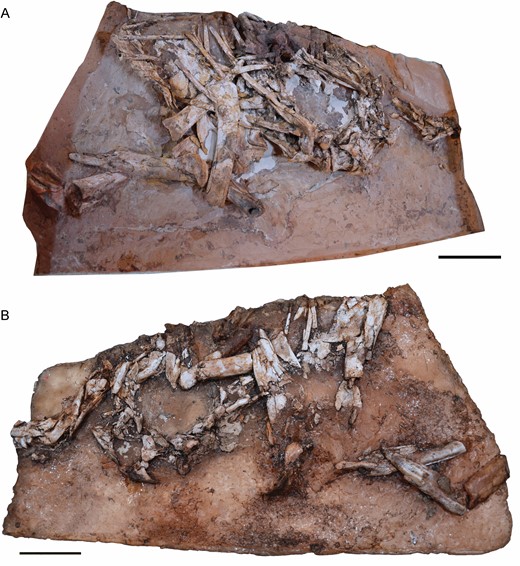 Postcranial skeleton of Pelecanimimuspolyodon (MCCCM-LH 7777). A, right side. B, left side. Scale bars: 50 mm.
