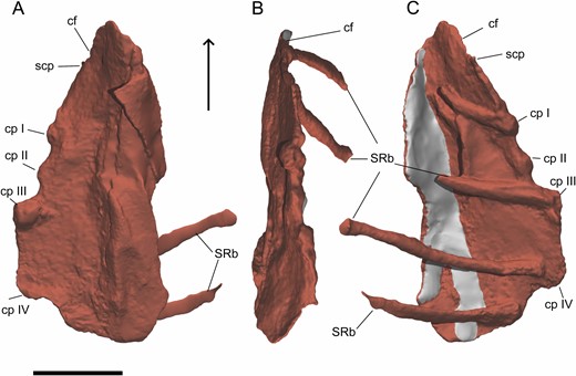 Digital reconstruction of the right sternal plate of Pelecanimimus (MCCM-LH 7777) in ventral (A), lateral (B) and dorsal (C) views. Arrow points to anterior. Restored areas in grey. Abbreviations: cf, coracoid facet; cp, costal process; scp, sternocoracoidal process; S RB, sternal ribs. Scale bar: 20 mm.