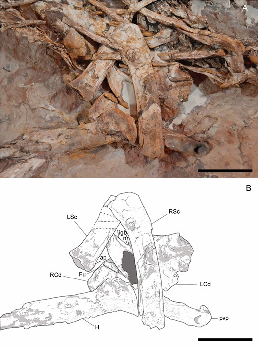 Left and right scapulocoracoids of Pelecanimimus (MCCM-LH 7777): photo (A) and drawing (B). Abbreviations: ap, acromion process; Fu, furcula; H, humerus; igb, infraglenoid butress; L Cd, left coracoid; L Sc, left scapula; n, notch; r, ridge; R Cd, right coracoid; R Sc, right scapula; pvp, posteroventral process. Scale bars: 50 mm.