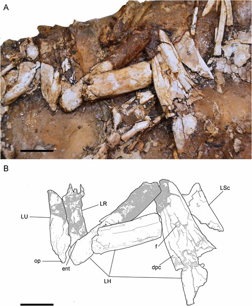 Left forelimb of Pelecanimimus (MCCM-LH 7777) in the left slab: photo (A) and drawing (B). Abbreviations: dpc, deltopectoral crest; ent, entepicondyle; f, foramen; LH, left humerus; LR, left radius; L Sc, left scapula; LU, left ulna; op, olecranon process. Scale bars: 20 mm.
