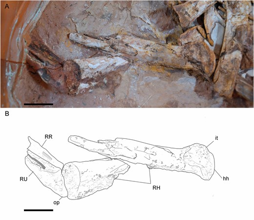 Right forelimb of Pelecanimimus (MCCM-LH 7777) in the right slab: photo (A) and drawing (B). Abbreviations: hh, humeral head; it, internal tuberosity; RH, right humerus; RR, right radius; RU, right ulna; op, olecranon process. Scale bars: 20 mm.