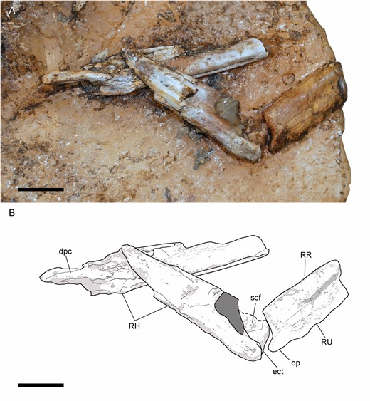 Right forelimb of Pelecanimimus (MCCM-LH 7777) in the left slab: photo (A) and drawing (B). Abbreviations: dpc, deltopectoral crest; ect, ectepicondyle; RH, right humerus; RR, right radius; RU, right ulna; scf, supracondylar fossa; op, olecranon process. Scale bars: 20 mm.