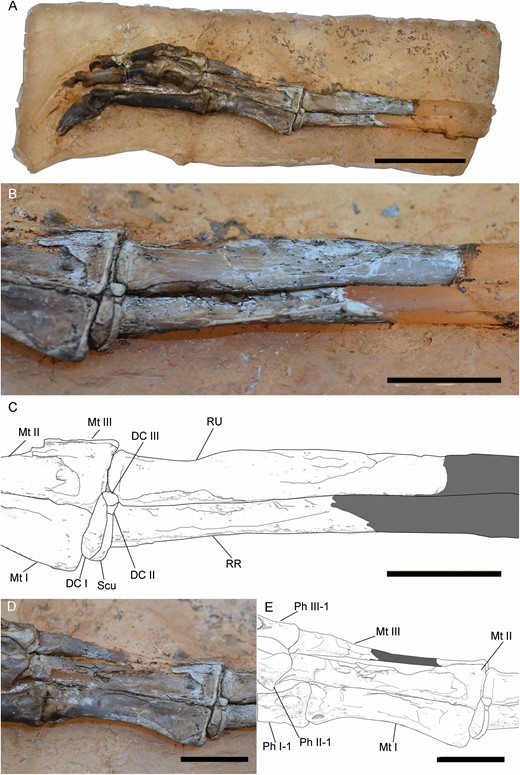 Right forearm and manus of Pelecanimimus (MCCM-LH 7777). Complete manus (A), close-up of ulna, radius and carpals in lateral view (B), drawing (C), close-up of metacarpals in dorsal view (D) and drawing (E). Abbreviations: DC, distal carpal; Mt, metacarpal; Ph, phalanx; RR, right radius; RU, right ulna; Scu, scapholunare. Scale bars: 20 mm.