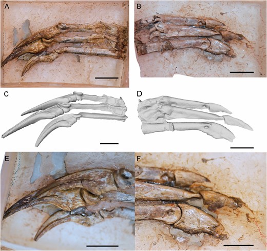 Left manus of Pelecanimimus (MCCM-LH 7777). A, C, E, in ventral view; B, D, F in dorsal view. A, B, photos; C, D, 3D reconstruction; E, F, close-up of ungual phalanges. Scale bars: 20 mm.