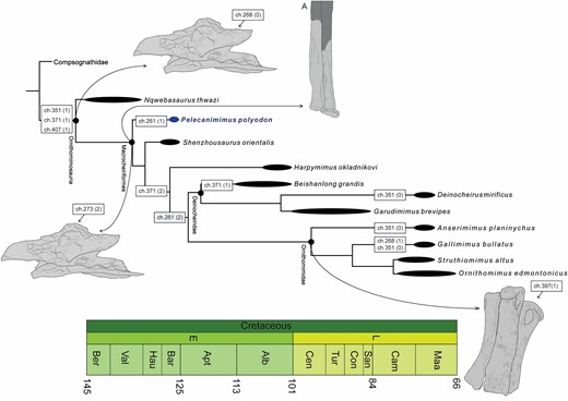 Phylogenetic relationships of Ornithomimosauria and synapomorphies map. Strict consensus topology of four most parsimonious trees recovered from the cladistic analysis. Synapomorphies are indicated in boxes in nodes, with character states in brackets. A, is the syndesmosis in ulna–radius. Terminal nodes/taxa are time-callibrated (thick lines), but more inclusive nodes are not.