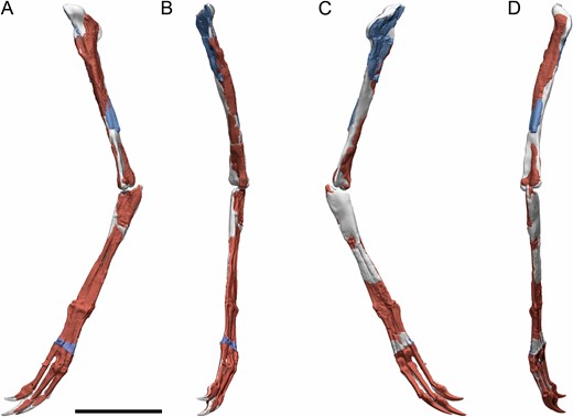 Digital reconstruction of the left forelimb of Pelecanimimus (MCCM-LH 7777). Reconstructed from broken elements of the left (red) and mirrored right (blue) bones of LH-7777, with hypothetical reconstructed bone in grey, in left lateral (A), anterior (B), medial (C) and posterior (D) views. Notice the slight medial curvature of the humerus in the proximal humerus fragment in anterior view (B). Scale bar: 100 mm.