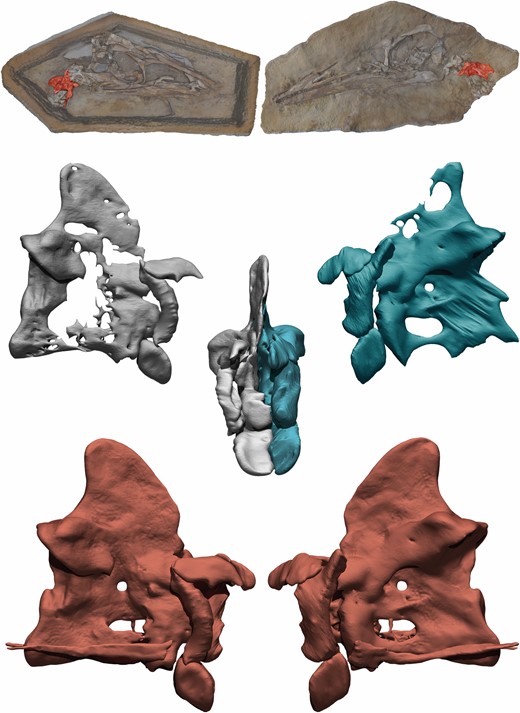 3D reconstruction process of the axis of Pelecanimimus. Original CT scan of right side in grey, original CT scan of left side in blue, complete and restored axis in red.