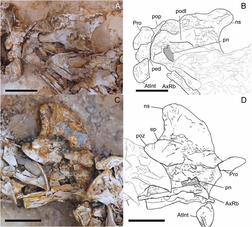 Atlas and axis of Pelecanimimus (MCCM-LH 7777), photo (A), drawing (B). A, B, left side. C, D, right side. Abbreviations: AtInt, atlas intercentrum; AxRb, axial rib; ep, epipophysis; ns, neural spine; ped, pedunculum; pn, pneumatic foramina; podl, postzygodiapophyseal lamina; pop, posterior process; poz, postzygapophysis; Pro, proatlas. Scale bars: 10 mm.