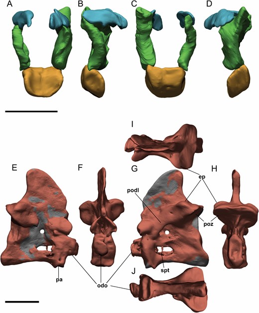 Digital atlas and axis of Pelecanimimus (MCCM-LH 7777). A–D, atlas in anterior (A), lateral right (B), posterior (C) and lateral left (D) views. E–J, axis in lateral right (E), anterior (F), lateral left (G), posterior (H), dorsal (I) and ventral (J) views. Abbreviations: ep, epipophysis; pn, pneumatic foramina; odo, odontoid; pa, parapophysis; podl, postzygodiapophyseal lamina; poz, postzygapophysis. Scale bars: 10 mm.